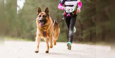Super Pet DogRace 2025: Fiesta Canina de Deporte y Diversión en Lima