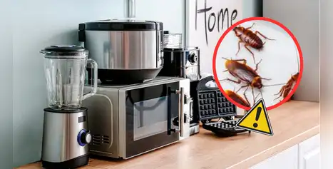Ni el microondas ni la tostadora: este es el electrodoméstico de tu casa que puede estar lleno de insectos