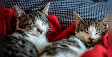 ¿El secreto de la eterna juventud felina? Descubre los 5 pilares que transformarán la salud de tu gato