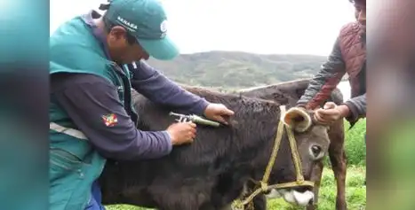 Ántrax o carbunco: la peligrosa enfermedad que genera alerta en Perú tras posible caso humano