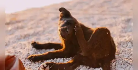 ¿Tu perro no para de rascarse? Conoce las 3 alergias más frecuentes en mascotas ¿Tu perro no para de rascarse? Conoce las 3 alergias más frecuentes en mascotas