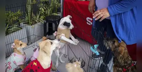 Quinta jornada nacional de adopciones y busca encontrar hogar a 100 mascotas Quinta jornada nacional de adopciones y busca encontrar hogar a 100 mascotas