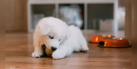 5 mitos y verdades sobre la alimentación de los cachorros: lo que todo tutor en el Perú debería saber 5 mitos y verdades sobre la alimentación de los cachorros: lo que todo tutor en el Perú debería saber