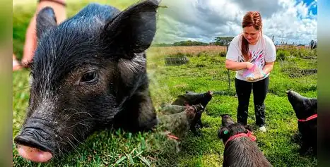 ¿Te gustan los animales? Refugio ofrece alojamiento gratuito a voluntarios que ayuden con animales rescatados ¿Te gustan los animales? Refugio ofrece alojamiento gratuito a voluntarios que ayuden con animales rescatados