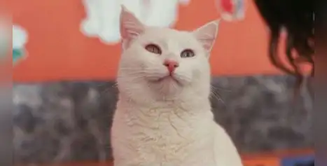 Mes del Gato: la esterilización puede reducir hasta en un 91 % el riesgo de desarrollar cáncer de mama