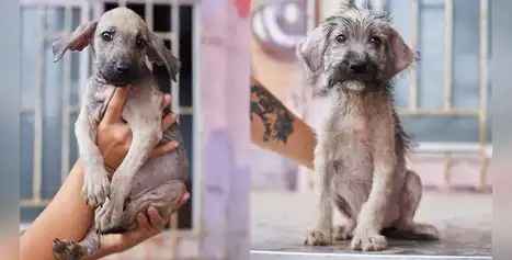 Día Internacional del Animal sin Hogar: jornada de adopción busca dar una segunda oportunidad a perros rescatados Día Internacional del Animal sin Hogar: jornada de adopción busca dar una segunda oportunidad a perros rescatados