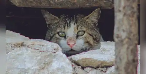 ¿Está preparada tu mascota para un desastre natural? Tres medidas que pueden marcar la diferencia ¿Está preparada tu mascota para un desastre natural? Tres medidas que pueden marcar la diferencia