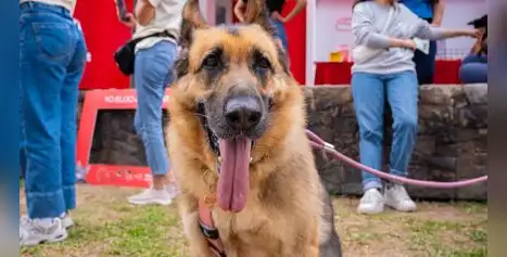 Conoce más sobre la primera gran caminata familiar que convertirá cada inscripción en alimento para mascotas rescatadas Conoce más sobre la primera gran caminata familiar que convertirá cada inscripción en alimento para mascotas rescatadas