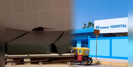 ¡De terror! Graban a RATA paseando sobre camilla y subiendo a jarra de agua en hospital EsSalud en Piura ¡De terror! Graban a RATA paseando sobre camilla y subiendo a jarra de agua en hospital EsSalud en Piura