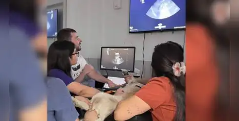 El examen veterinario de 3 minutos que podría salvar la vida de tu mascota El examen veterinario de 3 minutos que podría salvar la vida de tu mascota