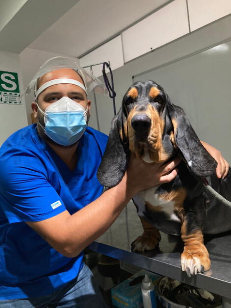 Dia Del Medico Veterinario Por Que Se Conmemora El 8 De Julio En El Peru