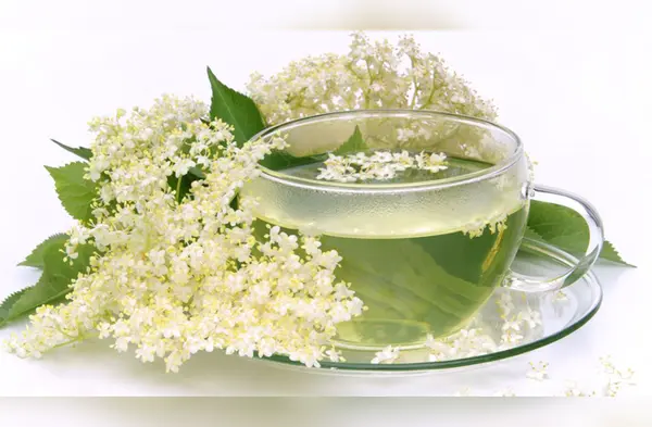 Estas plantas tienen grandes poderes curativos. ¡Entérate cuáles son! wapa.pe