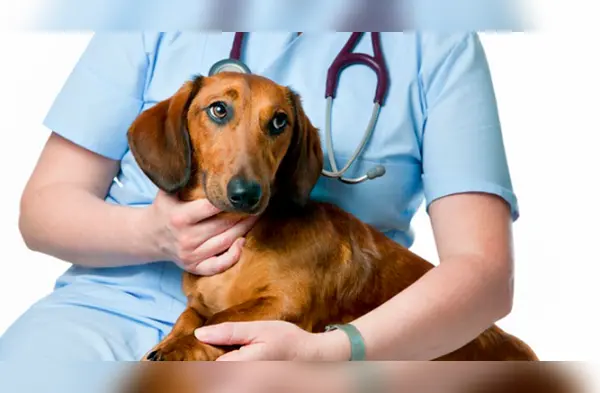 Ciudad de Arequipa construirá el primer hospital de mascotas del Perú wapa.pe