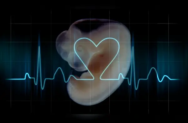 Estudio reveló que el corazón se forma a los 16 días de que el feto es concebido wapa.pe