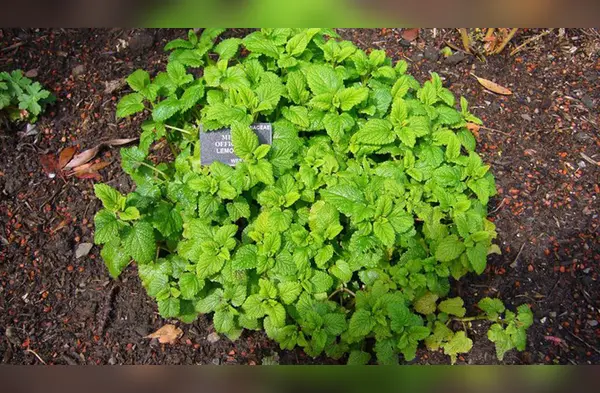 Elimina la ansiedad con estas efectivas plantas. wapa.pe