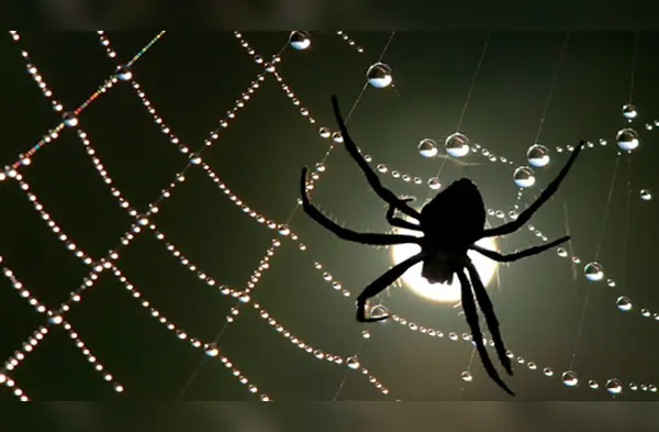 Estos son los significados más comunes de soñar con arañas. wapa.pe