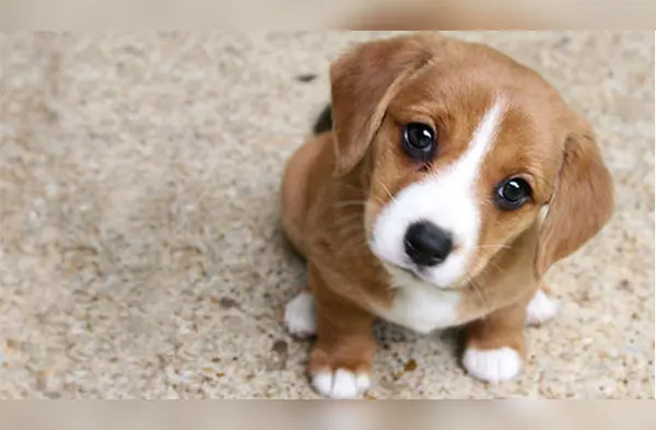 ¿Cómo criar adecuadamente a un cachorro? wapa.pe