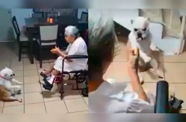 Este tierno perrito baila tiernamente cuando su dueña canta. wapa.pe