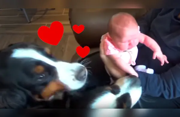 Estos perritos tuvieron un tierno gesto con el nuevo integrante de la familia. wapa.pe