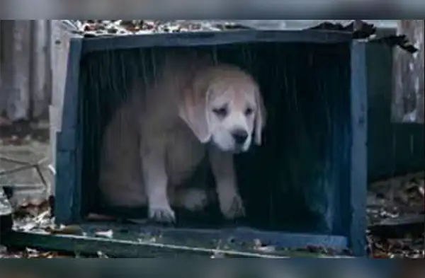 Esta es la conmovedora historia de una perrita recién nacida que fue abandonada en medio de la pista dentro de una caja. wapa.pe