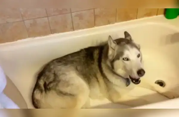 Este perrito husky hizo berrinche para no bañarse. wapa.pe