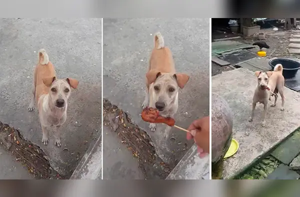 Video conmueve a usuarios en Internet wapa.pe