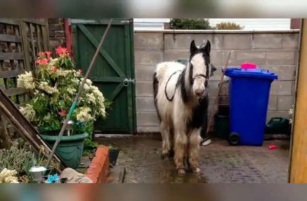 Niña compra caballo por Internet y sorprende a sus padres wapa.pe