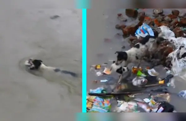 Esta la heroica acción de esta perrita por salvar a sus cachorros. wapa.pe