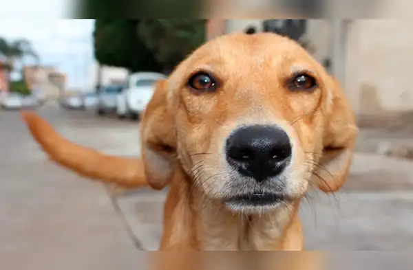 Perro cuida a su dueño wapa.pe