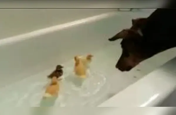 Este perro decidió bañarse junto a los patitos. wapa.pe