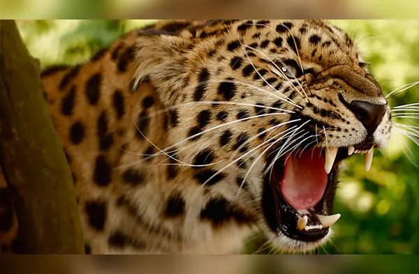 Una perra ataca a un leopardo por proteger a su cachorro wapa.pe