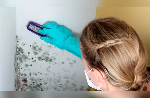 ¿Cómo eliminar el moho de las paredes? wapa.pe
