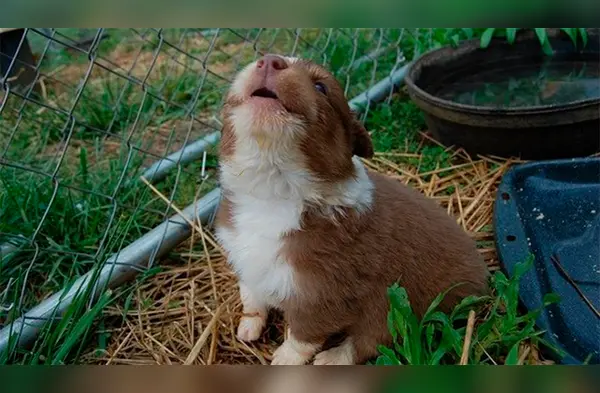 Conoce las razones por las que tu perro aúlla wapa.pe