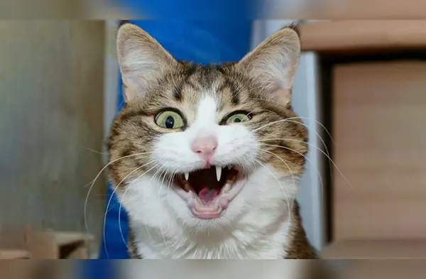 Este gatito se ha vuelto la sensación en Facebook. wapa.pe