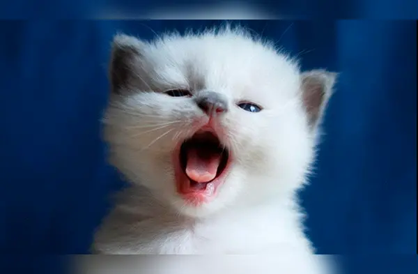 Elige un nombre para tu gatito. wapa.pe