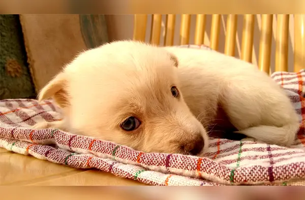 Descubre por qué es bueno hablarle a tu perro como si fuera bebé wapa.pe