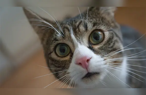 Los gatos al igual que otras mascotas deben pasar por esteb proceso de limpieza wapa.pe