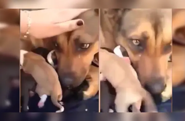 Perrita lloró al reencontrarse con sus cachorros wapa.pe