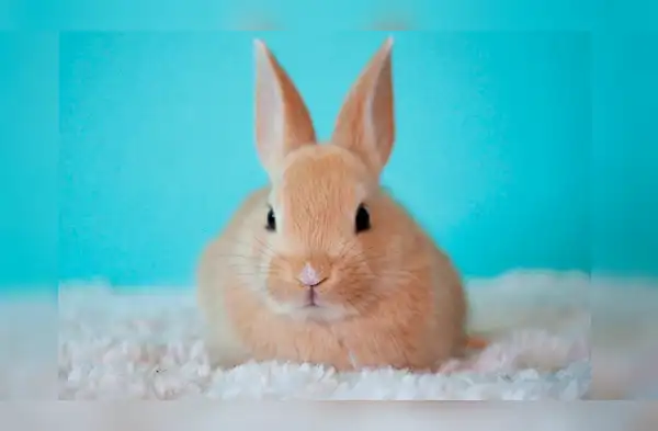 ¿Cómo cuidar los dientes de un conejo? wapa.pe