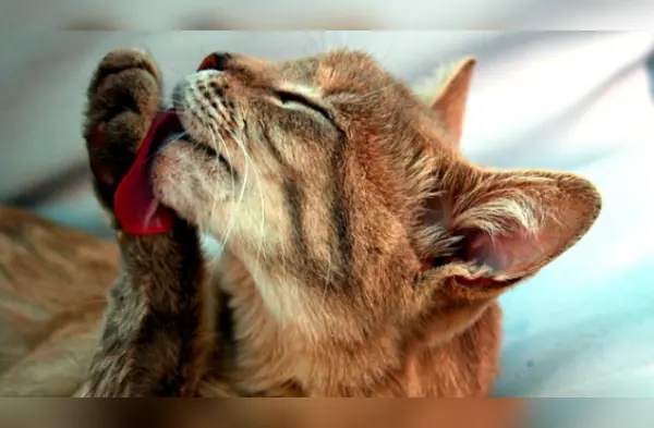 Cinco cosas que no sabías de la lengua de tu gato wapa.pe