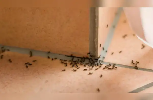 ¿Cómo hacer para que tu casa deje de ser invadido por hormigas? wapa.pe