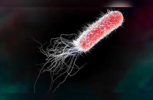 Expertos indicaron que esta bacteria podría combatir con la anemia. (Foto: Difusión) wapa.pe