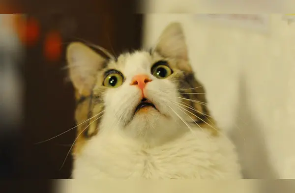 Estos son los miedos de los gatos wapa.pe