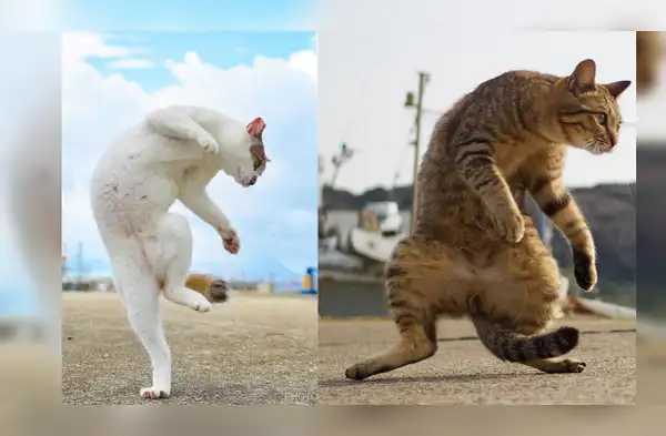Este es el hombre que saca increíbles fotografías a los gatos karatecas wapa.pe