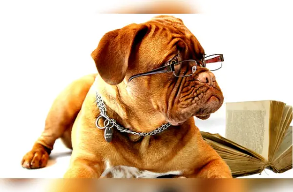 Estas curiosidades de los perros te sorprenderán wapa.pe