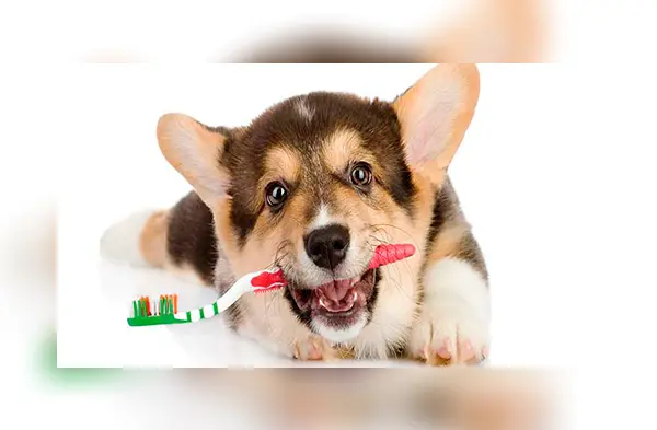 Higiene bucal para los perros wapa.pe