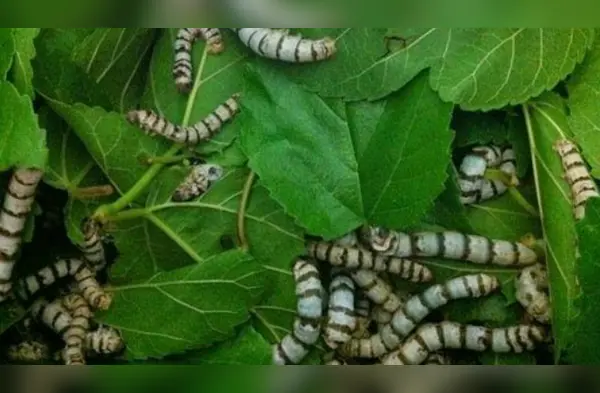 ¿Qué significa soñar con gusanos? wapa.pe