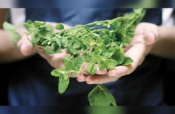 La muña es una planta con grandes beneficios para la salud wapa.pe