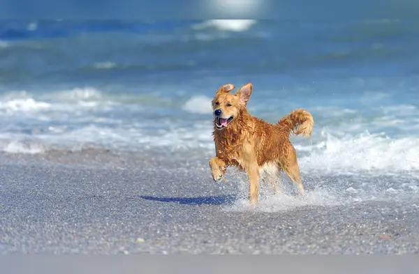 Cuidados para los perros en verano wapa.pe