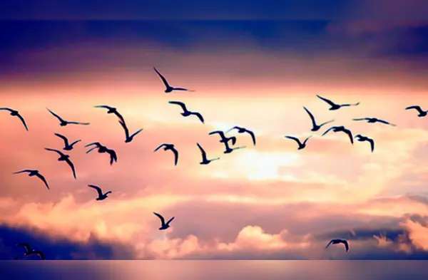 ¿Qué significa soñar con pájaros? wapa.pe